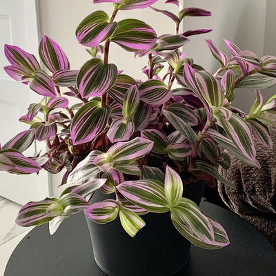 Nanouk Pink Tradescantia Live Plant 2.5 Inches Pot, House Plant, Trailing Plant Live