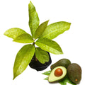 Live HASS Avocado Tree Plant Seedling, 8 Months Old Well Rooted HASS Avocado Plant Tree in 4 Inc Pot for Planting, Winter Hardy