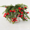 Random Lipstick Plans Live Houseplants in Pot, Aeschynanthus Red Flower Vine Décor Office, Desk Indoor Outdoor Growing