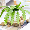 Fishbone Cactus Plant Live, Epiphyllum Cactus Live Succulent, in 4" Pot