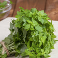 Set 6 Greek Basil Plants, 4 to 7 Inch Tall Herb Starter Plant, Without Pot, Live Basil Plant for Patio and Garden, Culinary Herbs Fragrant Leaves