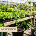 Barbados Cherry Tree Live Plan, Live Barbados Cherry Plant, 4 Inc Pot, 4-7 Inc Tall, Sweet Cherries for Edible Garden