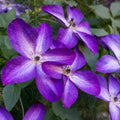 Purple White Clematis Vine Plant Live for Planting, Fragrant Clematis Plant Live in 2.5 Inches Pot, Clematis Flowers Perennial
