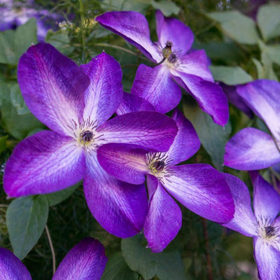 Purple White Clematis Vine Plant Live for Planting, Fragrant Clematis Plant Live in 2.5 Inches Pot, Clematis Flowers Perennial