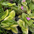 Velvet Tradescantia Live Plant in 3.5" Pot, Wandering Jew Plants Live Houseplants Large Size, Fast Growing Plant Indoor Outdoor