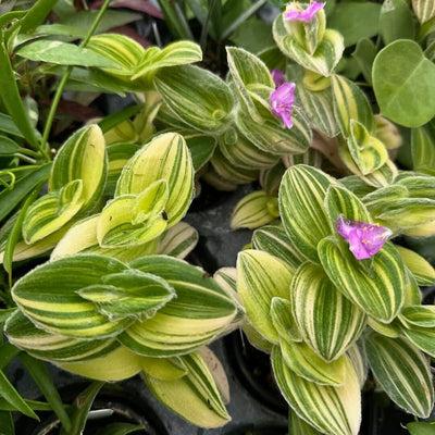 Velvet Tradescantia Live Plant in 3.5" Pot, Wandering Jew Plants Live Houseplants Large Size, Fast Growing Plant Indoor Outdoor
