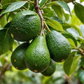 HASS Avocado Tree Live Plant in 4" Pot, 6-10" Tall, Cold Hardy Avocado Plant for Outdoor Growing, Fruit Tree