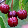 Combo 3 Barbados Cherry Trees Live Plants, Fast-Growing for Spring Planting, Starter 4-7" Tall Edible Red Cherry Tree for Outdoor