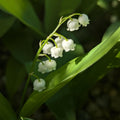 6 Pips White Lily of The Valley Roots, Perennial Lily Flower, Lily of The Valley for Outdoor Garden