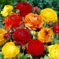 Pack 25 Ranunculus Bulbs for Planting, Ranunculus Corms, Butterfly Ranunculus Flowers Bulbs to Grow, Peony Buttercup Ranunculus