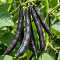 Live Black Bean Plant, Bean Bush Plants, 3-5 Inches Tall