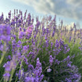 Live Phenomenal Blue Lavender Plant in Quart Pot, Blue Lavender Herb Plant, Fragrant Herb Plants, Perennial Herb for Planting Indoor Outdoor