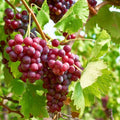 Seedless Grape Vine Live Plant for Planting, 6-10" Potted, Cold Hardy, Spring Fast-Growing and High Yielding (Red Grapes Variety)