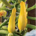 2 Live Squash Plants, Zucchini Plants Seedlings, Yellow Squash Plant Live in 4 Inch Pot