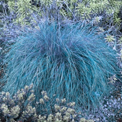 2 Pots 4 Plants Blue Fescue Grass Live Plants, Each Pot 2 Plants Grass Ornamental for Outdoor Planting