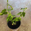 Chayote Squash Plant Live, Chayote Plant, Gallon Pot, Vegetable Plant for Gardening Indoor Outdoor, 7 to 9 Inc Tall