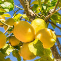 2 Meyer Lemon Tree Live Plants in 4'' Pot, Hardy Meyer Lemon Tree, Tropical Fruit Tree for Indoor and Outdoor Planting, Fragrant Citrus Plants, Well-Rooted, 2-3 Inches Tall