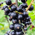 Black Currant Plant Live, Black Curant Bush Live Plant 5-9 Inch Tall, Curant Berry Fruit Tree Well Rooted