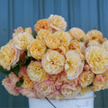 Pinky Apricot Orange Honey Rose Bush Plant Live Shrub, Climbing Rose Fragrant Rose Bushes Plant Live, Roses for Planting, Starter Size, 4 to 10 Inc Tall
