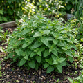 Set 3 Live Catnip Plants, 4-6 Inch Tall Starter Herbs, No Pot, Catnip Plant in Soil for Planting, Easy to Grow Indoor Outdoor Herb Garden Plant