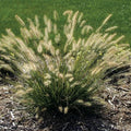 Hameln Dwarf Fountain Grass Plant Live in 4 Inch Pot, Dwarf Grass Live Plant for Growing, Ornamental Grass Plant
