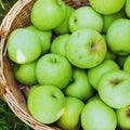 Green Apple Tree Live Plant, Starter Fruit Tree, 2-3 Ft Tall