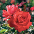 Red Orange Rose Bushes Ready to Plant, Climbing Roses Live Plants Fragrant, 6-8 Inc Tall in Pot, Year-Round Blooming, Can Grow as Bush or Climber