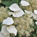 White Hydrangea Bush Plant Tree Live Shrub in Pot, Starter Plant 4 to 9 Inches, Hydrangea Tree, Dormant, Change Color Blooms