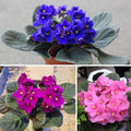 01 Random African Violet Plants Live in Pot, 01 Flowering Violets Indoor Outdoor Blooming, Vibrant Color Houseplant Décor Year-Round