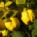Quince Tree Plant Live, Cold Hardy Edible Fruit Tree, 2-3 Ft Tall