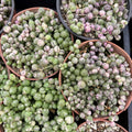 Variegated String of Pearls Plant Live, Succulent Trailing Vine, Indoor Houseplant Live in Pot