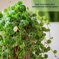 String of Turtles Succulent, Live Trailing Houseplant, Hanging String of Turtles Plant in 3 Inch Pot