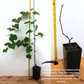Red Grape Vine, Cold Hardy Grape Tree Live Plant, 1-2 Year Old, Sweet Fruit Trees