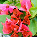 Pink Bougainvillea Plant Live Tree, 6" Tall
