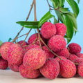 Lychee Tree Live Plant, 5 to 8 Inc Tall, Lychee Fruit Tree for Gardening Outdoor