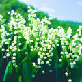 5 Fragrant Lily of The Valley Flower Rhizomes Roots, May Lilies Live Plant Roots, Easy to Grow for Early Bloom, Cold Hardy, Bouquet and Home Décor