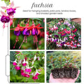 2 Red Fuchsia Plants Live, Hardy Fuchsia Flower for Hanging Baskets and Containers, Plugs 3-5" Tall