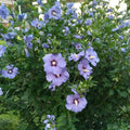 Hibiscus Rose of Sharon Plant Live, 4" Potted Althea Syriacus Flowers for Spring Planting, Hardy Shrub with Vibrant Blooms (Single Blue)