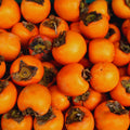 2 American Persimmon Tree Live Plant Bare Roots, 1 Feet to 1.5 Feet Long, Sweet Cold Hardy Fruit Plant Seedlings, Persimmon Bare Roots