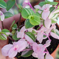 Callisia Repens Plant, Green Pink Turtle Vine Plant, Callisia Repens Indoor House Plant, Callisia Repens Succulent Plant 4 Inch Pot
