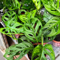 2 Monstera Plants Live, Live Monstera Plants, Swiss Cheese Plant Live Indoor, 4 to 5 Inc Tall