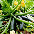 2 Green Zucchini Plants Live for Planting, Squash Plants Live for Planting, 4 to 6 Inches Tall