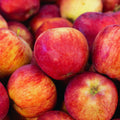 Honey Crisp Apple Tree Plant Live, Sweet Fruit Plant, 6-10 Inch Tall