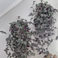 2 Zebrina Wandering Jew Plants Live Houseplants, Rooted Cuttings Tradescantia Live Plant for Décor, Fast-Growing and Easy to Grow, Starter Size