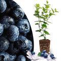 Northland Blueberry Plant Live for Planting, Blueberry Bushes for Planting, 4"-7" Cold Hardy Blueberries Southern Highbush