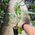 Alocasia Elephant Ear Plant Live 10 to 12 Inc Tall 3.5 Inc Pot, Hardy Elephant Ear Live Indoor Outdoor