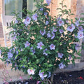 Hibiscus Rose of Sharon Plant Live, 4" Potted Althea Syriacus Flowers for Spring Planting, Hardy Shrub with Vibrant Blooms (Single Blue)