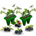 03 BlackBerry Bushes Plants Live, 4-6" in for Spring Planting, Outdoor Growing, High-yielding Blackberries Trees, (Easy Planting BlackBerry)