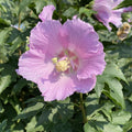 Light Pink Rose of Sharon Plant Live 4 Inch Container, Hardy Hibiscus Plant Live, Althea Hibiscus Syriacus Flowers