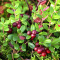 Red Cranberry Tree Live Plant, Low Bush Groundcover in 3 Inc Pot, Red Cranberries Trees Viburnum Plant, Edible Cranberry Tree Live for Planting